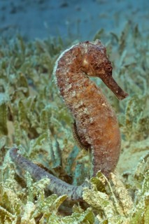 Underwater photo close-up of large seahorse (Hippocampus kelloggi) clinging to short broad-leaved