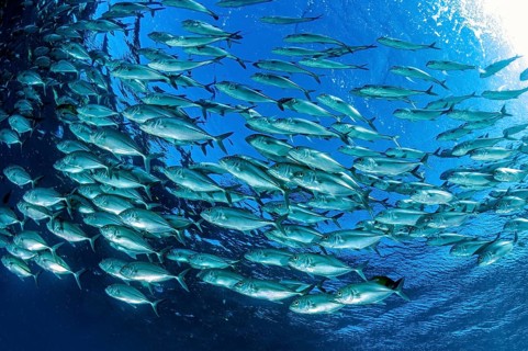 Underwater photo Shoal of bigeye mackerel (Caranx sexfasciatus) forming gyre swimming in blue sea