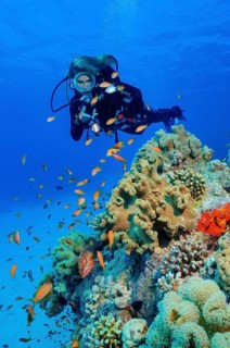 Underwater photo Diver looking at illuminated shoal of jewelled bannerfish (Pseudanthias