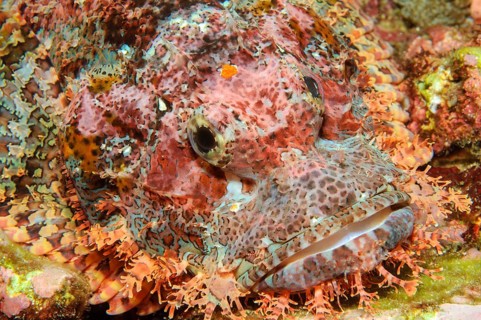 Underwater photo Close-up of fringed scorpionfish (Scorpaenopsis oxycephalus) Lurking hunter lies