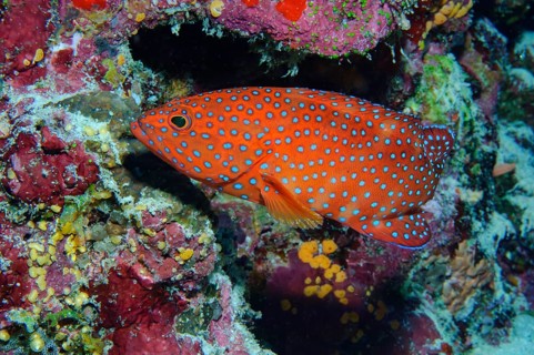 Underwater photo of jewel grouper (Cephalopholis miniata) Jewel grouper Jewel grouper swimming