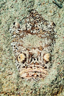 Underwater photo Marbled skygazer (Uranoscopus bicinctus) Lurking hunter with large eyes lurks well