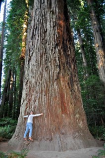 Woman leaning against an impressive tree trunk, coast redwood (Sequoia sempervirens), in a wooded