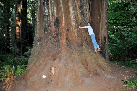 Woman hugging the imposing base of a massive tree trunk, coast redwood (Sequoia sempervirens), in