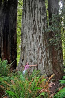 Woman hugging a giant tree trunk, coast redwood (Sequoia sempervirens), in dense green forest with