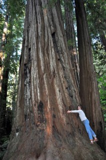 Woman hugging a massive tree trunk, coast redwood (Sequoia sempervirens), in a forest surrounded by