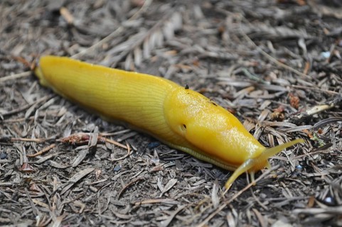 Banana slug (Ariolimax stramineus) crawling over the dry forest floor, detailed and bright yellow,