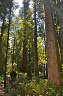 Light-flooded forest with tall trees, coast redwood (Sequoia sempervirens), peaceful atmosphere,