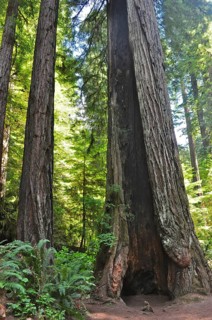 Imposing trunks of coast redwoods (Sequoia sempervirens) in a shady forest, quiet atmosphere,