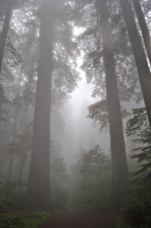 Majestic redwood trees, coast redwood (Sequoia sempervirens), towering in the mystical mist of the