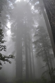Tall redwood trees, coast redwood (Sequoia sempervirens), stand in a misty, mystical forest,
