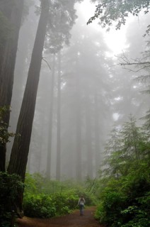 A person walks on a path through the misty, mysterious redwood forest, coast redwood (Sequoia