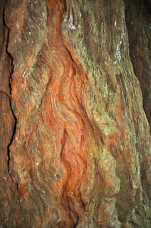 Close-up of patterned tree bark with greenish and reddish tones, from coast redwood (Sequoia