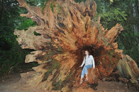 A woman sits in a large fallen redwood stump in the forest, Coast redwood (Sequoia sempervirens),