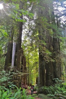 Hiker on a trail surrounded by majestic redwood trees, coast redwood (Sequoia sempervirens),
