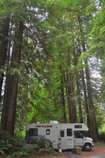 Motorhome parked in a dense forest with impressively tall trees, coast redwood (Sequoia