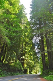 Sunlit road through a dense green forest, coast redwood (Sequoia sempervirens), Redwood National