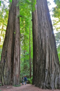 Two people explore a path between huge tree trunks, coast redwood (Sequoia sempervirens), in a