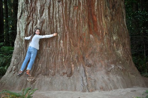 Woman hugging the huge trunk of a giant tree, coast redwood (Sequoia sempervirens), in the lush