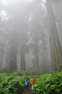 Two people on a fog-shrouded path surrounded by ferns and tall trees, Coast Redwood (Sequoia