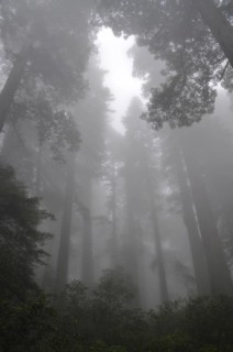 A dense forest of majestic trees, coast redwood (Sequoia sempervirens), surrounded by heavy fog and