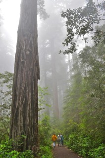 Three people walking through a misty forest surrounded by tall, impressive trees, coast redwood