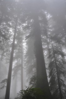 Tall trees, coast redwood (Sequoia sempervirens), surrounded by dense fog create a mysterious