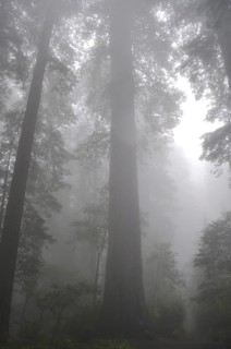 A giant redwood tree, coast redwood (Sequoia sempervirens), rises in the dense fog of the forest,
