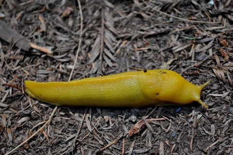 Banana slug (Ariolimax stramineus) on dry forest floor, bright yellow contrasts with the dark soil,