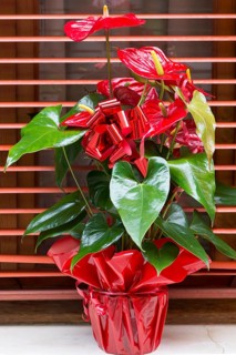 Flamingo flower (Anthurium) gift-wrapped, Italy