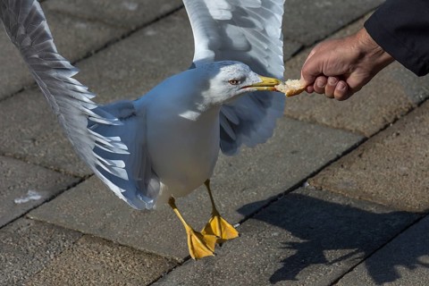 Mediterranean gull (Larus michahellis) taking a piece of bread from a hand, Venice, Veneto, Italy