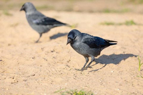 Two western jackdaws (Coloeus monedula) search for food in a sandy area on a sunny day. Czech
