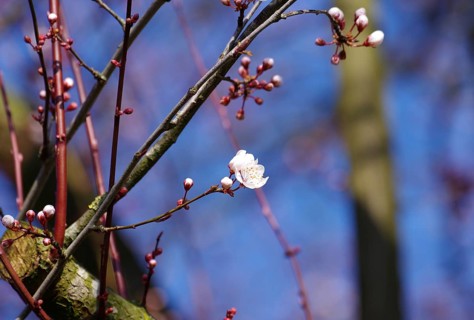 Cherry plum (Prunus cerasifera), blossom, buds, spring, blue sky, colourful, Germany