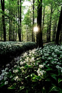 Sunlight breaks through the trees in a dense forest full of wild garlic (Allium ursinum), Bagno,