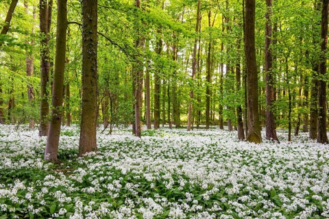A dense forest with trees surrounded by flowering white wild garlic (Allium ursinum) in a peaceful