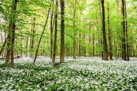 A blooming spring forest with a carpet of white wild garlic (Allium ursinum) and tall trees, Bagno,