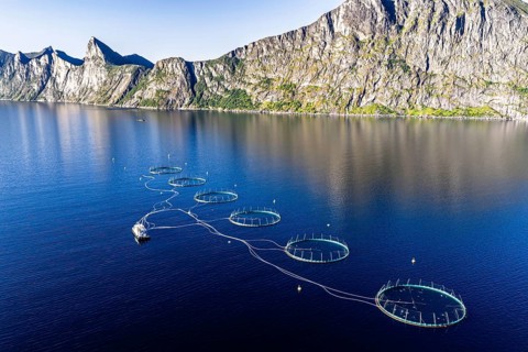 Aerial view of a salmon farm, aquaculture in the Mefjord on Senja island, in the background the