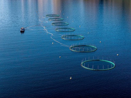 Aerial view of a salmon farm, aquaculture in the Mefjord on Senja island, Senja, Norway