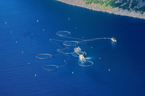 Salmon farm, fjord Ornfjorden, Senja island, Norway
