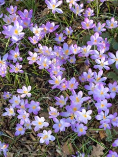 Spring-flowering native elfin crocus (Crocus tommasinianus) small-flowered, Germany