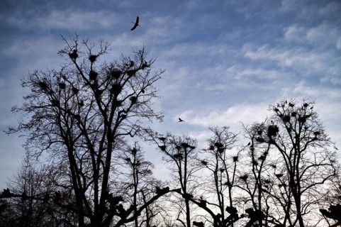 Grey heron colony, heron colony, cormorant colony, trees full of nests, nesting sites, herons, grey