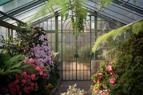 Interior view of azaleas (rhododendrons) in the greenhouse, Wilhelma, Zoological-Botanical Garden,