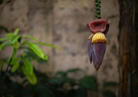 Interior view of banana blossom (banana heart) in the greenhouse, Wilhelma, Zoological-Botanical