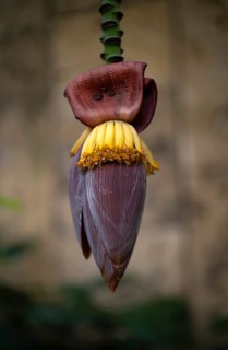 Interior view of banana blossom (banana heart) in the greenhouse, Wilhelma, Zoological-Botanical
