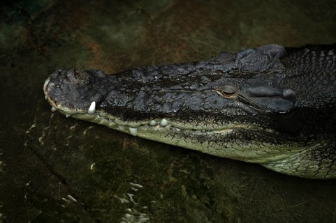 Inguinal crocodile, also known as saltwater crocodile (Crocodylus porosus) Animal portrait,
