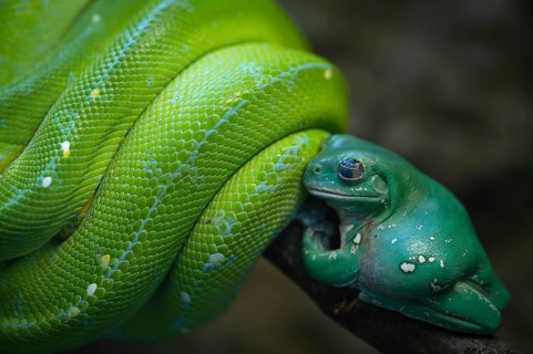Coral-fingered tree frog (Litoria caerules), sitting on a branch, clinging to green tree python