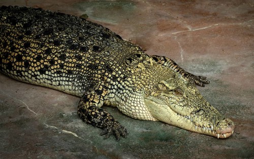 White crocodile, also known as saltwater crocodile (Crocodylus porosus), albino, animal portrait,