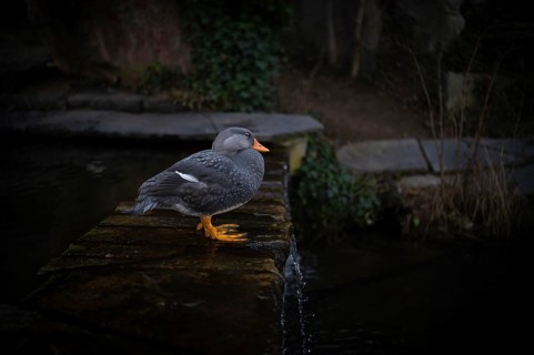 Magellanic steamboat duck (Tachyeres pteneres), captive, Germany