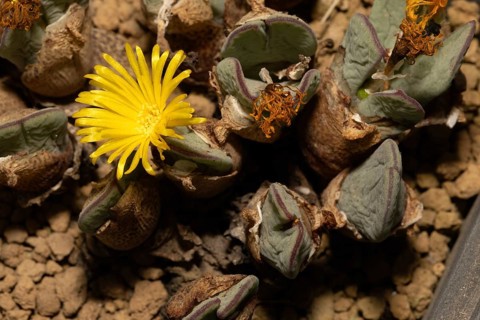 Conophytum bilobum var. elishae, living stones, blooming, flowers, Stellenbosch Botanical Garden,