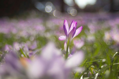 There are countless purple crocuses in a meadow in Frankfurt am Main. Spring is just around the